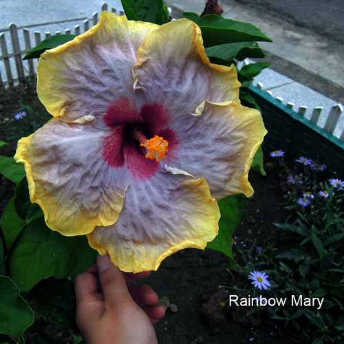 Taiwan Rainbow Mary